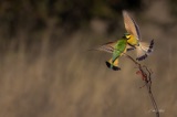 Vumbura - Little Bee Eaters2